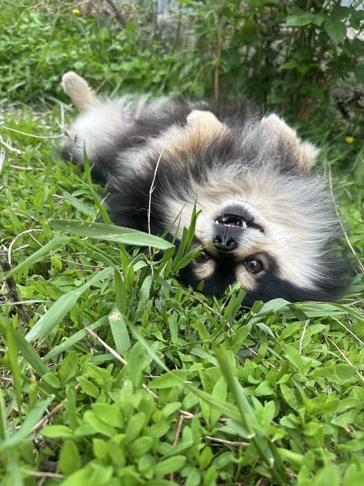 Вязка шпиц кобель