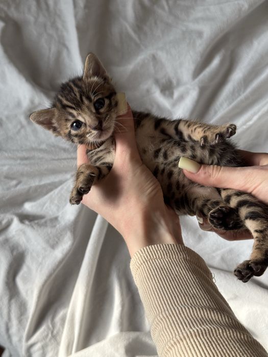 бенгальский котенок