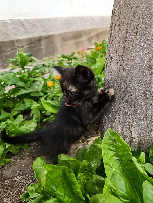 Котята бесплатно, в добрые руки.