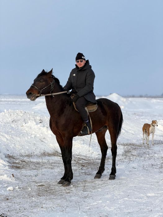 Айғыр сатылады 8жасар