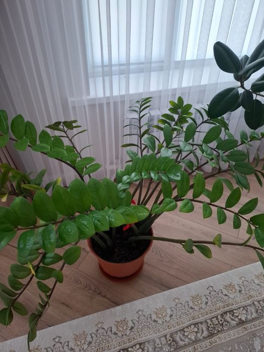 Продам цветы комнатные