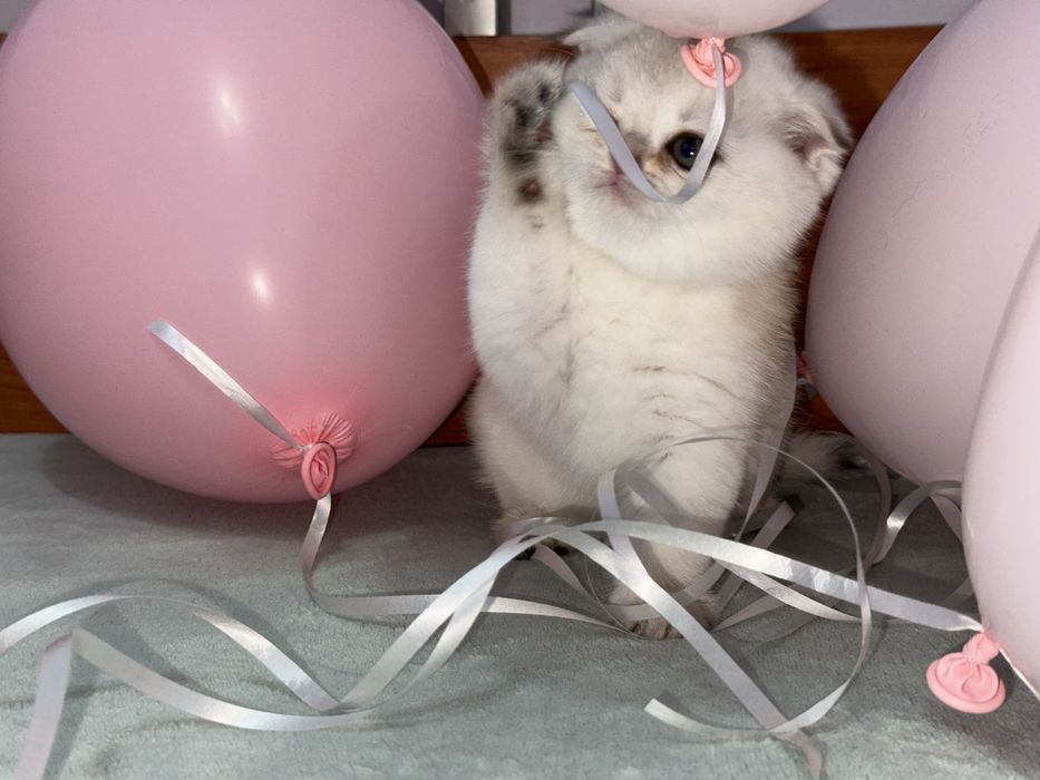 Котенок скоттиш фолд. За 150.000