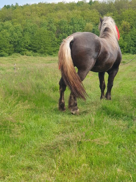 Vând armăsar de 4 ani