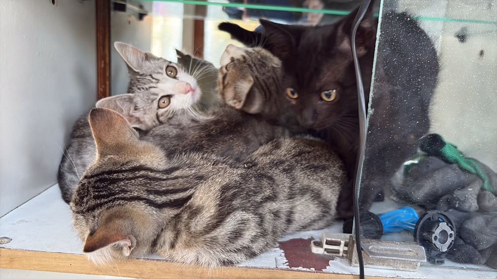 Отдам котят в хорошие руки