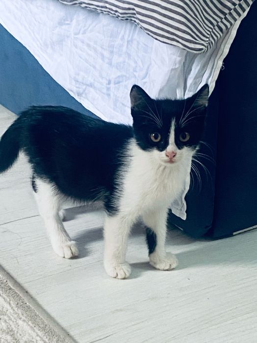 Актобе! Отдаем двух котят бесплатно!