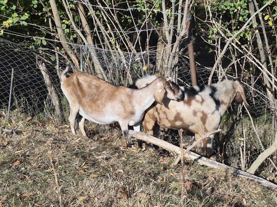 Vând capra anglo nubian