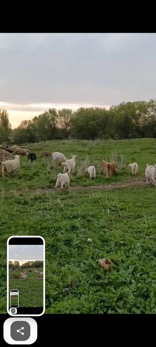 Лақтар сатылады!