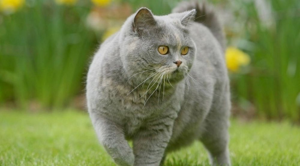 British shorthair cat