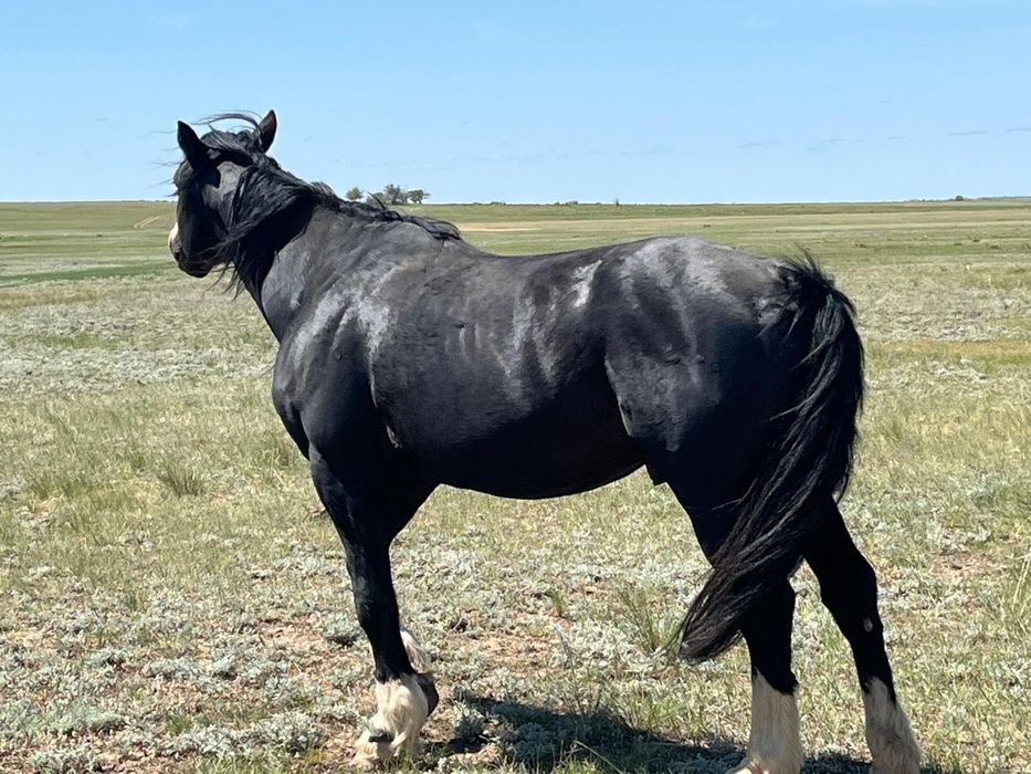 Айғыр,конь полутяж