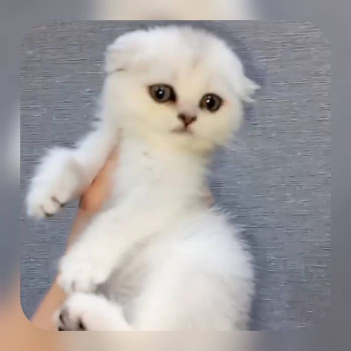 Продаются серебристые шиншиллы