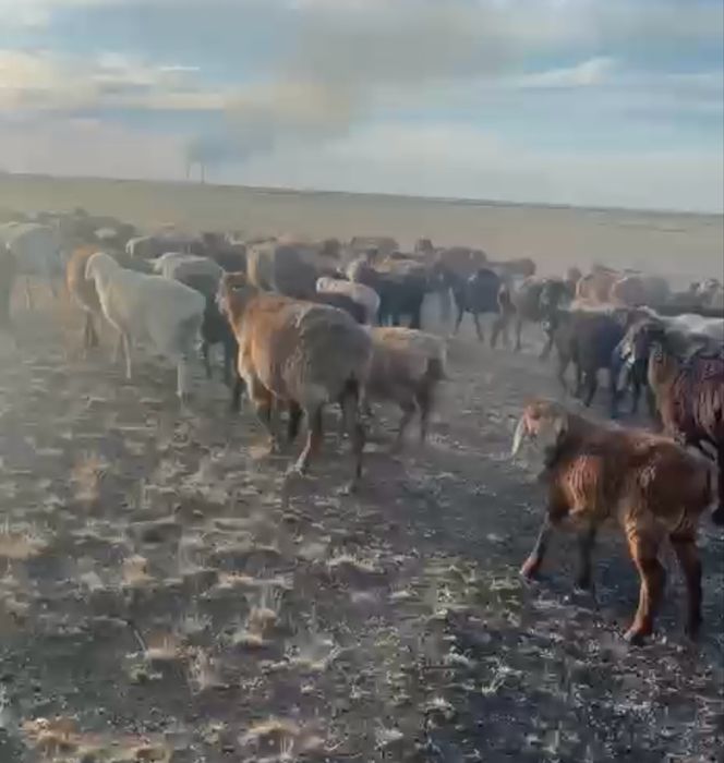 Жас койлар сатылады
