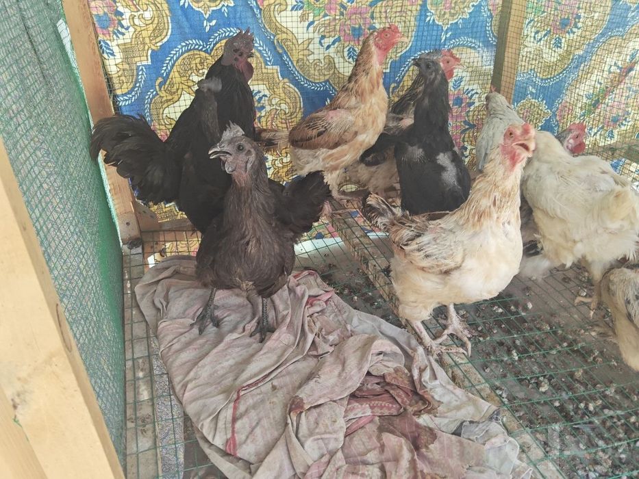 Faqat bugun Tovuqlar sotiladi