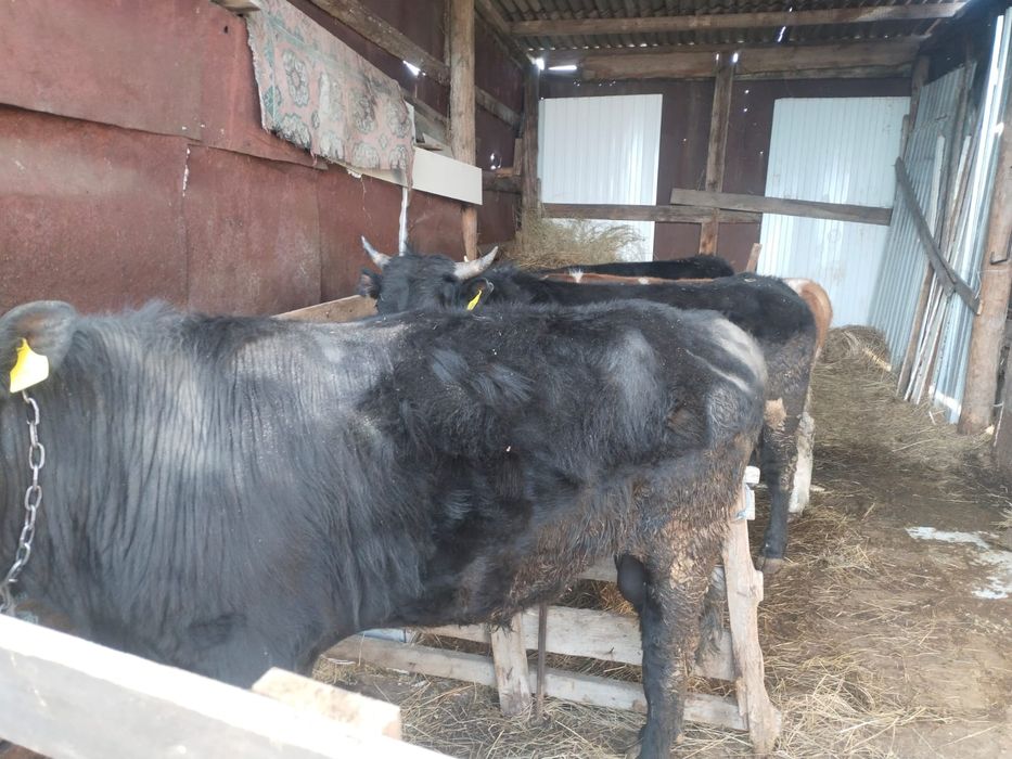 Бычки им по 2года