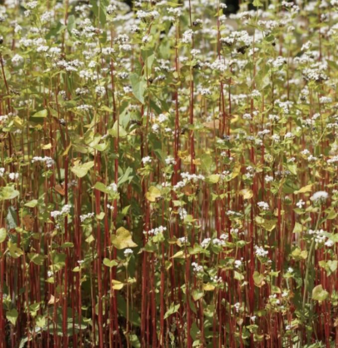 Продам семена гречихи