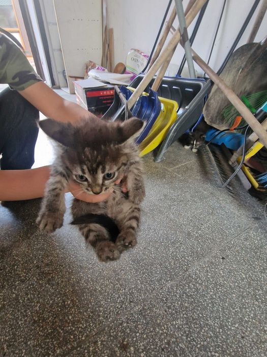 Отдадим котят бесплатно