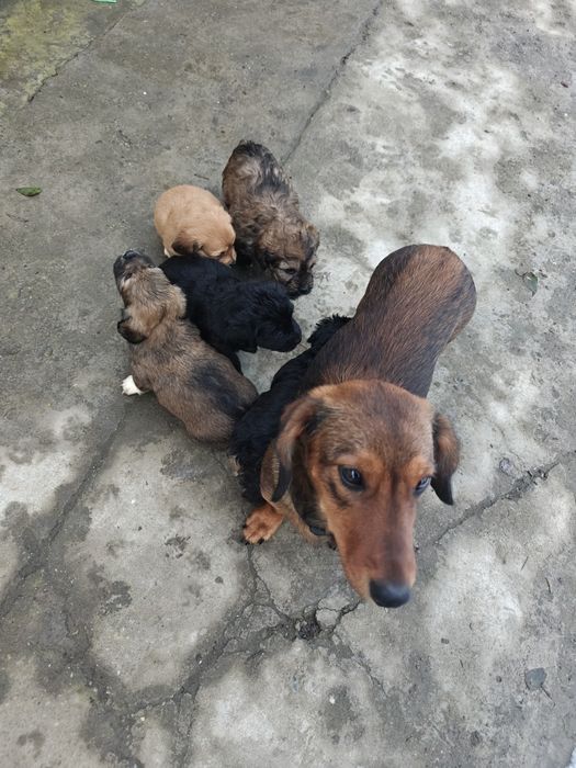 Catelusi pentru donat