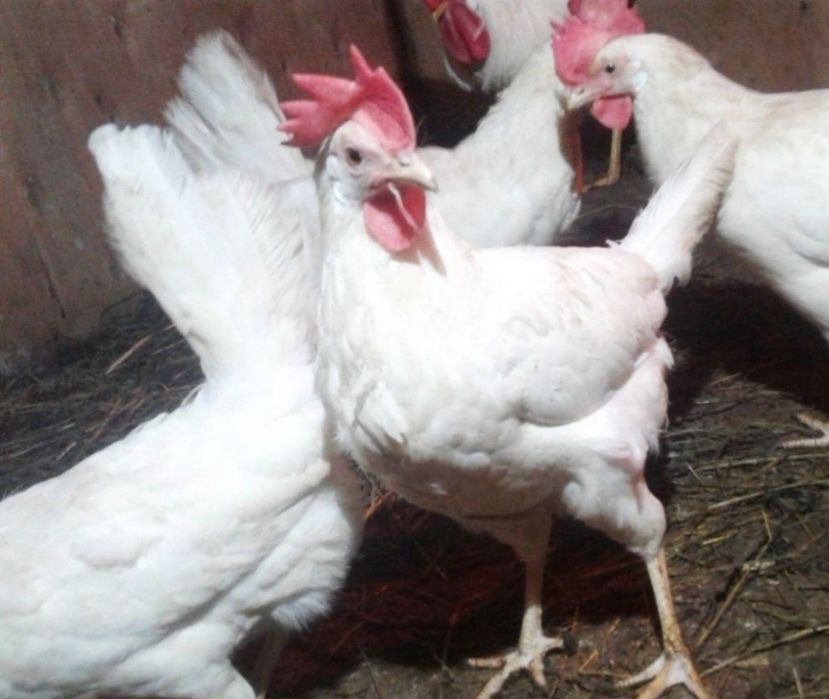 Куры несушки ДОСТАВКА