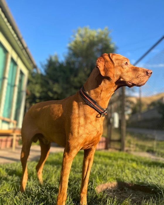 Вязка. Венгерская выжла