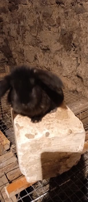 Кролики Французкий баран