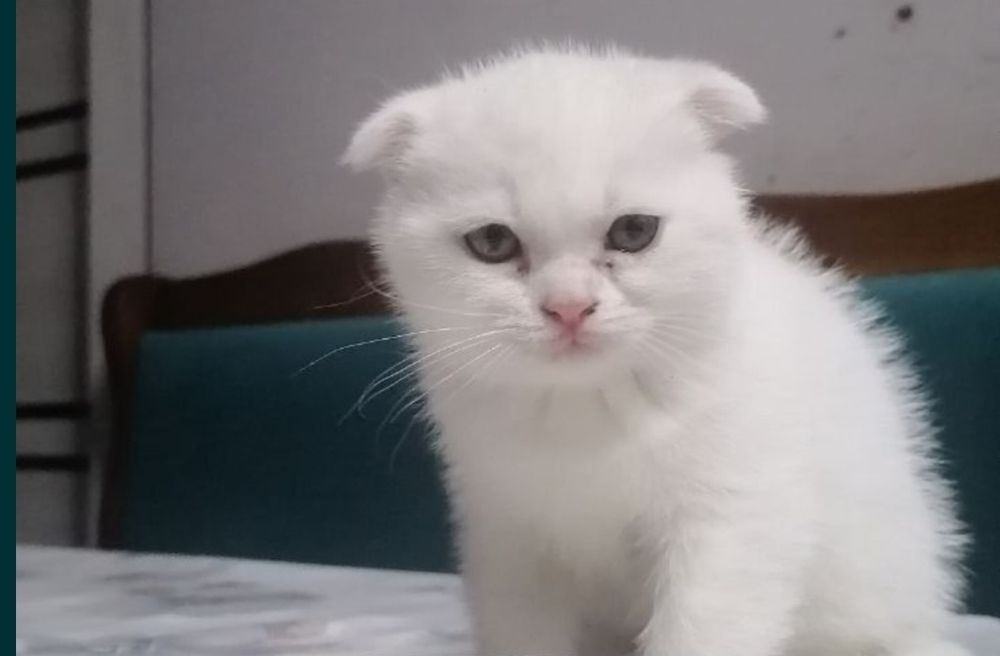 Продам фолд мальчика 1,5месяца