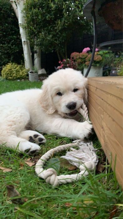 Golden Retriever femela disponibila
