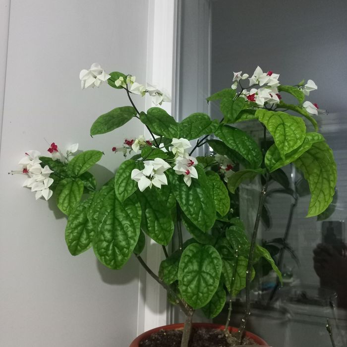 Клеродендрум,комнатный цветок