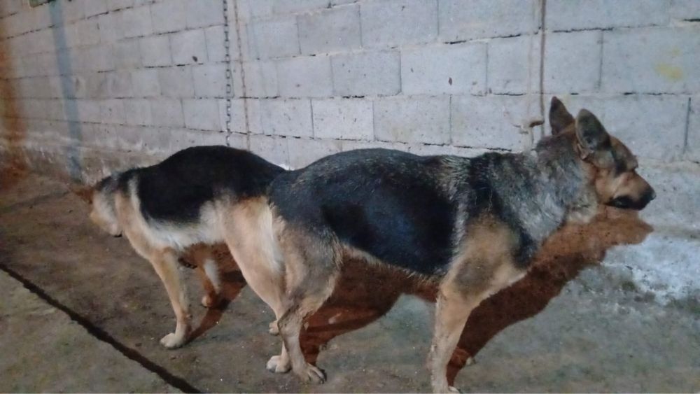 Щенок немецкая овчарки