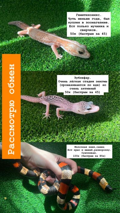 Эублефары, собственное разведение