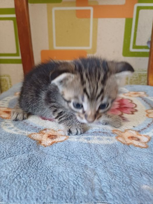 Отдам в добрые руки котят