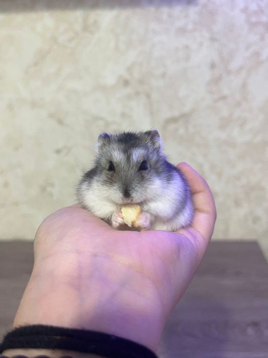 Хомяки Джунгарики