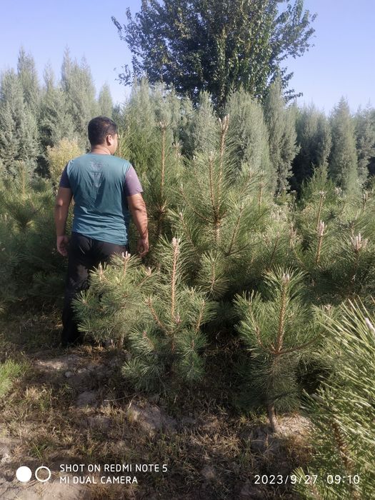 Кирим сасна сотилади