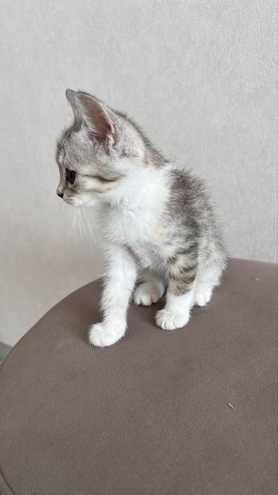 Котенок 2мес. Игравая. Любит вместе спать.