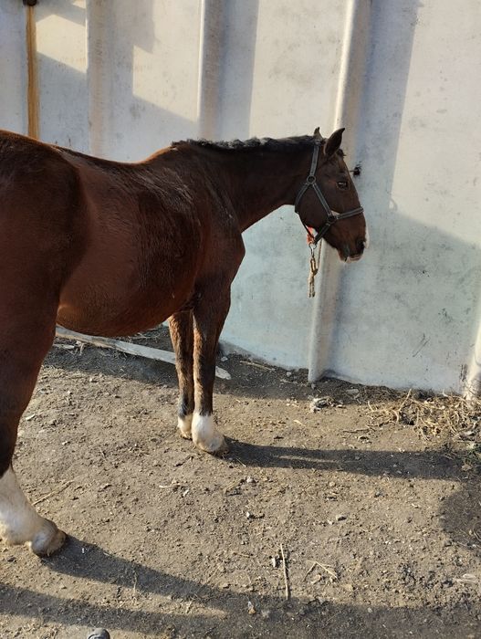 Продам кобылу 550