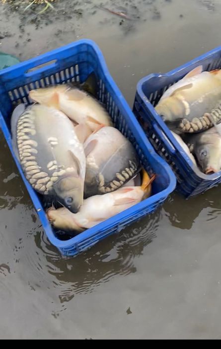 Продавам   Шаран