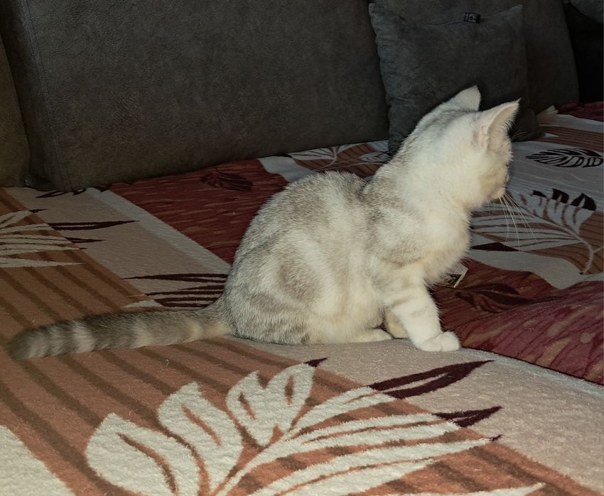 Шотландский котёнок. Темиртау.