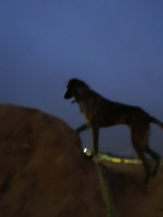 .Выгул  .собак !