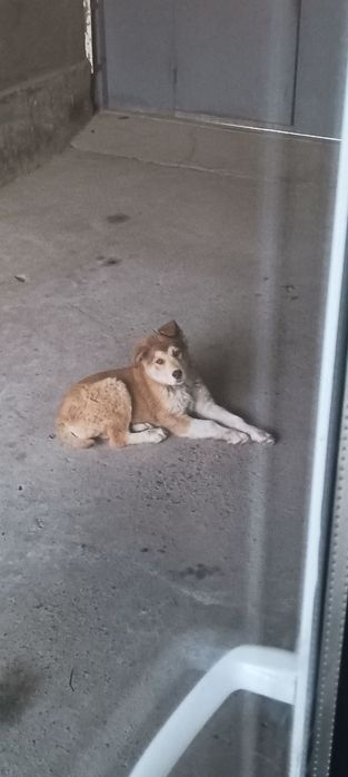 Отдам бесплатно щенка в хорошие и заботливые руки