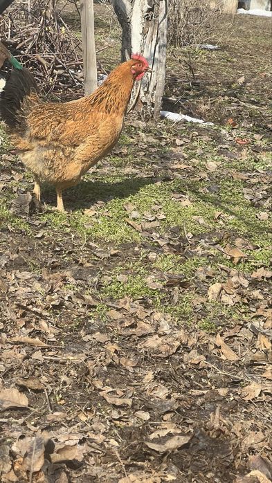 Продам курицу и петуха