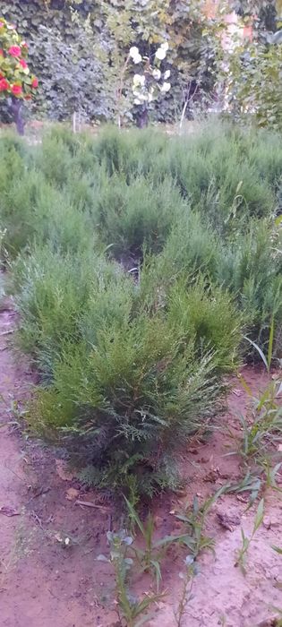 елки для саженцов