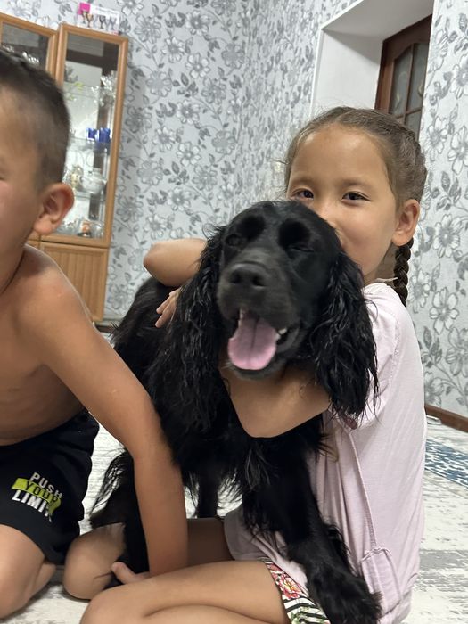 Англиский кокер спаниель охот щенята