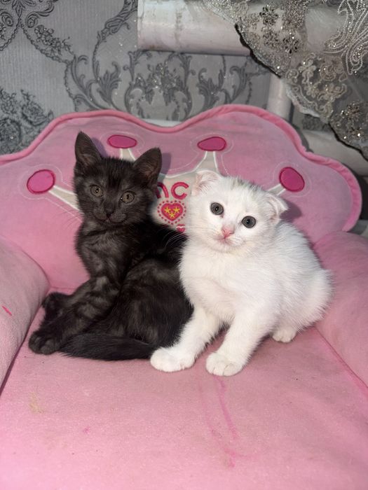 Отдам даром котят мальчики