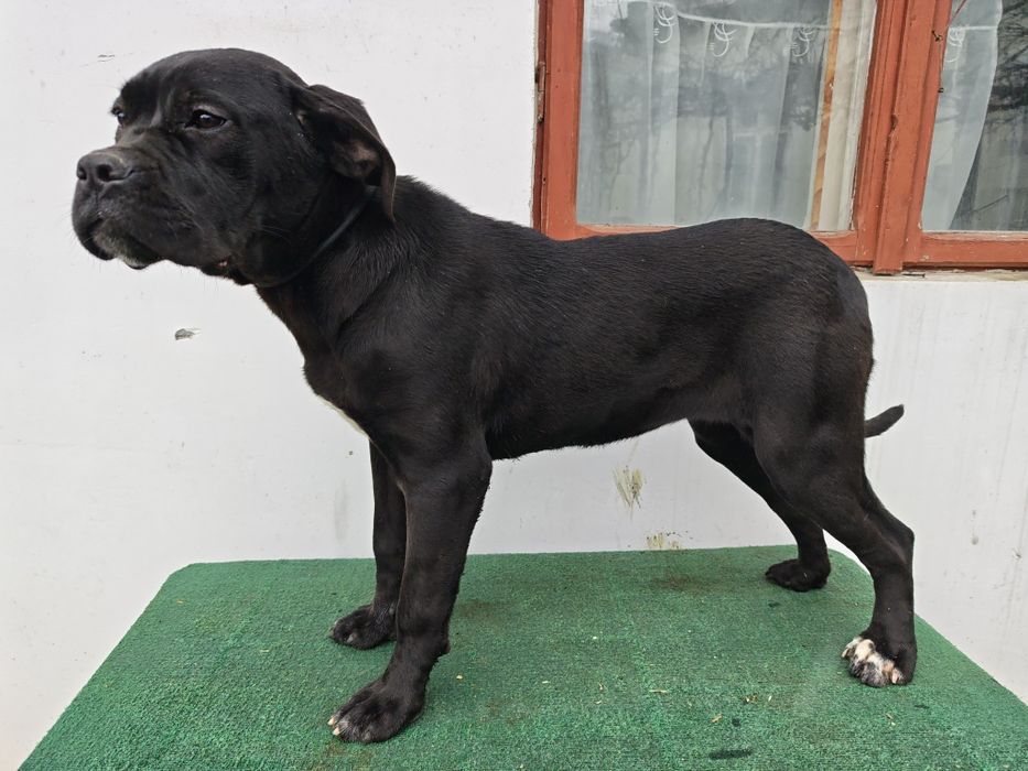 Femela superbă Cane Corso