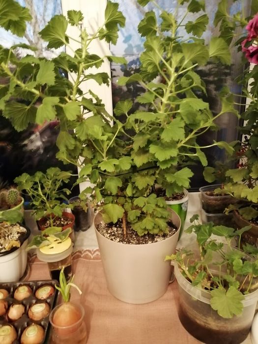 Продам комнатные цветы