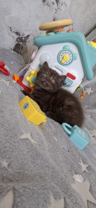 Шотландские котята