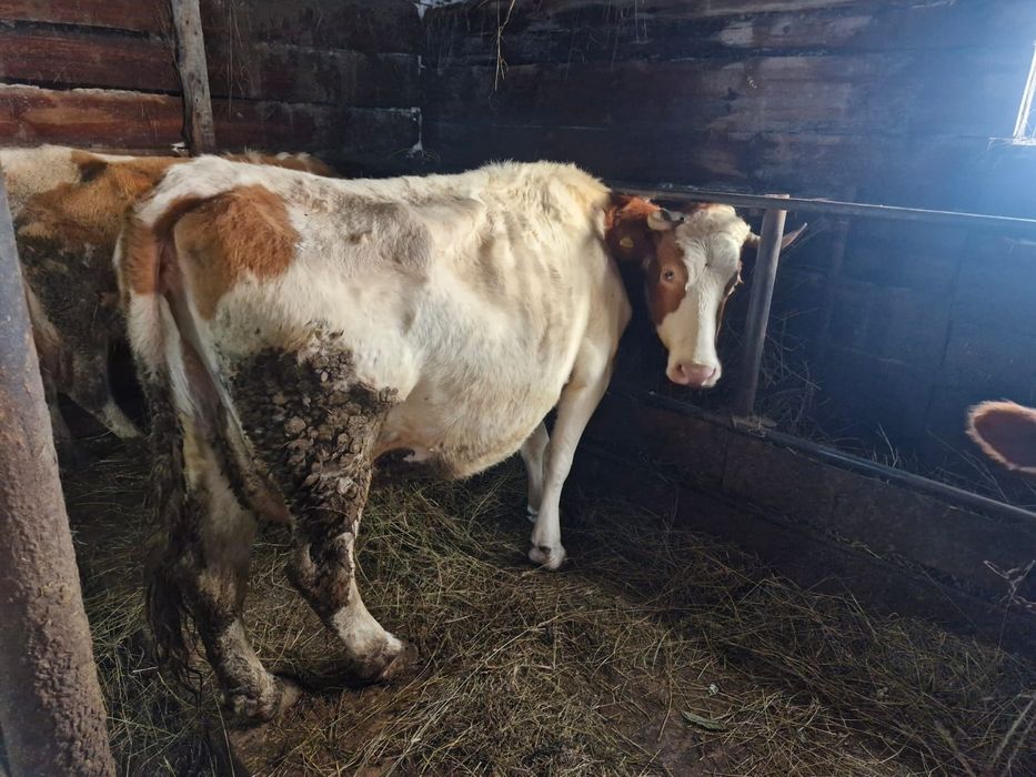 Продам коров , на мясо.