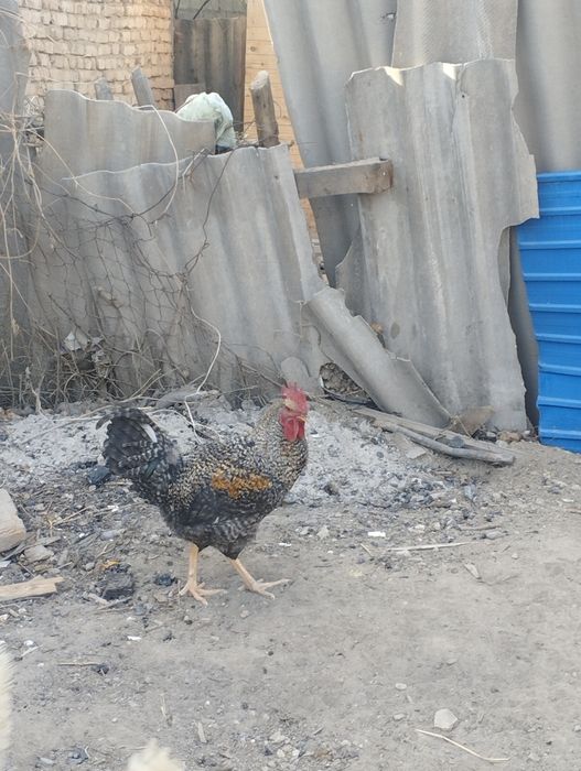 Продам питух балшой