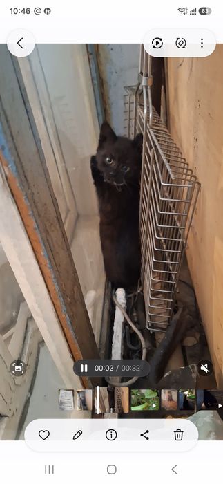 Котенок пристраивается в добрые руки