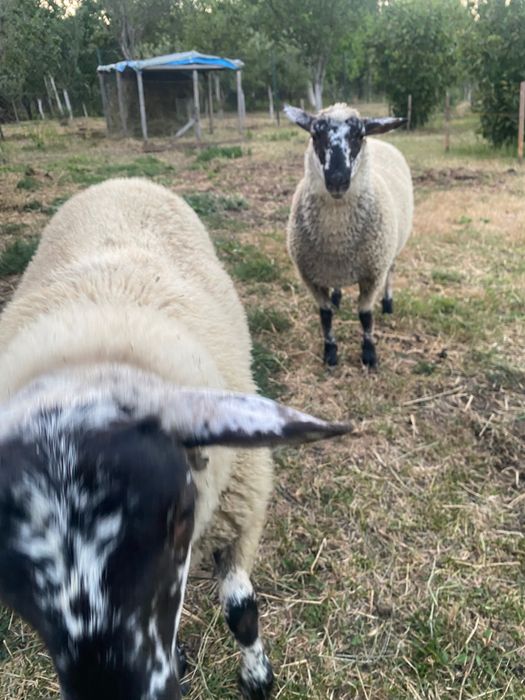 Vand mieluta Suffolk cu Ille de france