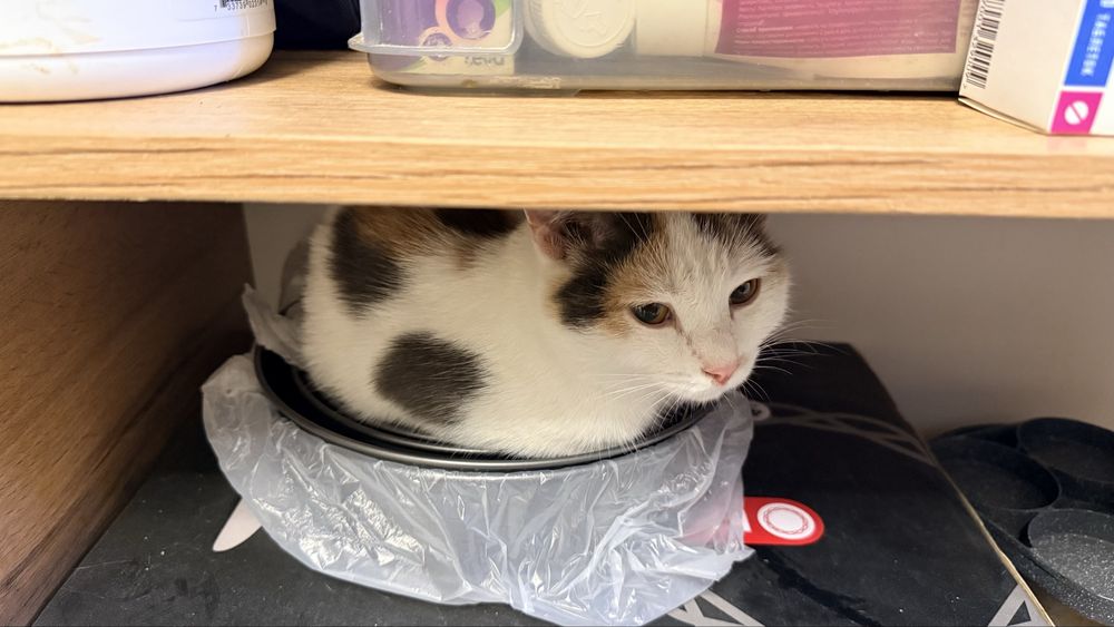 Трехцветная кошка
