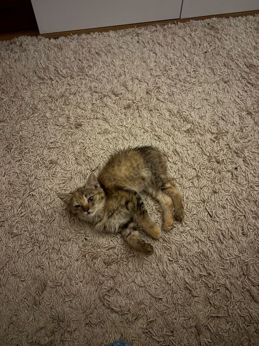 Хочу пристроить котенка, девочка